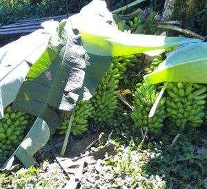 Racimo de platano